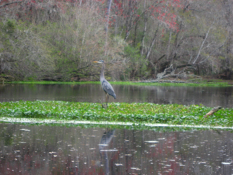 Sante-Fe-River-High-Springs-Florida-135