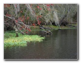 Sante-Fe-River-High-Springs-Florida-036