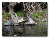 Sante-Fe-River-High-Springs-Florida-041