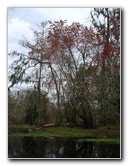 Sante-Fe-River-High-Springs-Florida-050