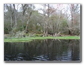 Sante-Fe-River-High-Springs-Florida-054