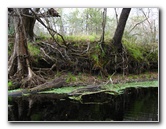 Sante-Fe-River-High-Springs-Florida-066