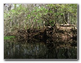 Sante-Fe-River-High-Springs-Florida-082