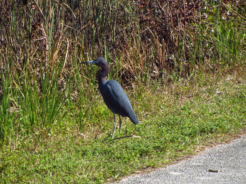 Shark-Valley-Visitor-Center-Everglades-National-Park-Miami-FL-002