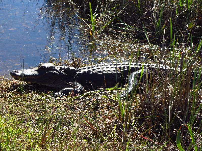 Shark-Valley-Visitor-Center-Everglades-National-Park-Miami-FL-003
