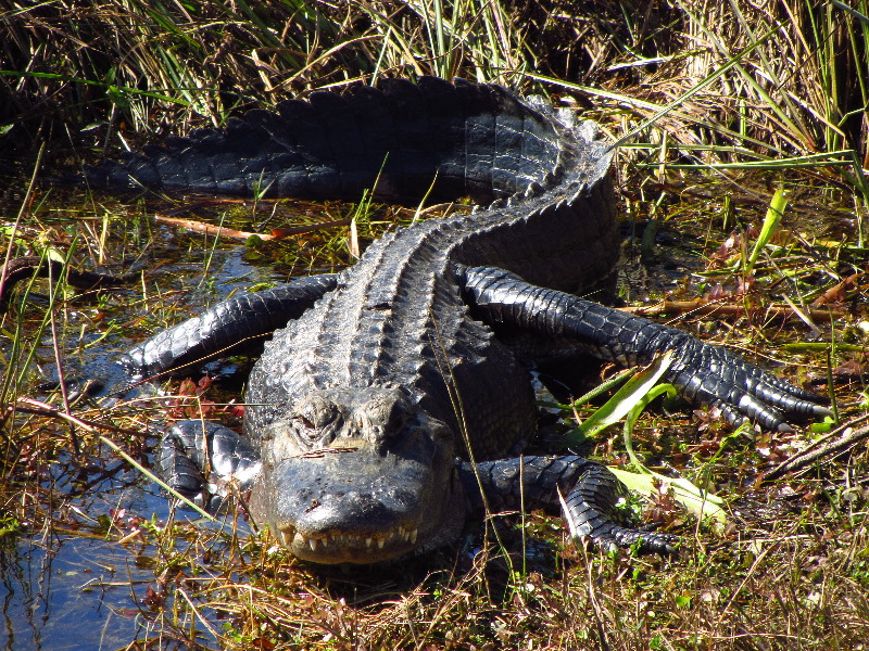 Shark-Valley-Visitor-Center-Everglades-National-Park-Miami-FL-004