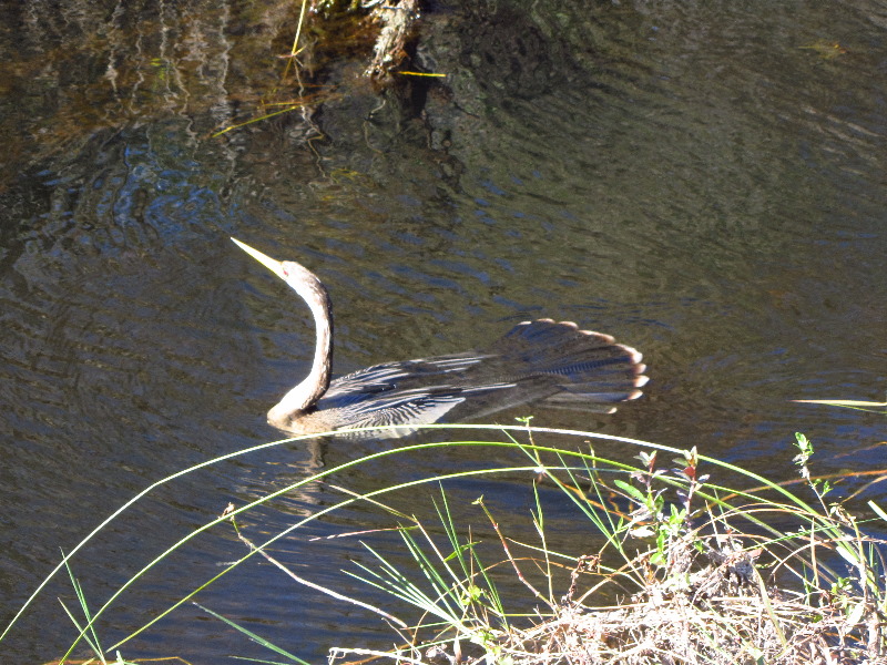 Shark-Valley-Visitor-Center-Everglades-National-Park-Miami-FL-020