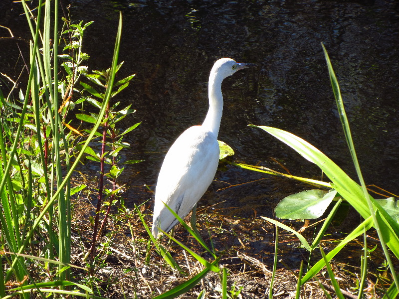 Shark-Valley-Visitor-Center-Everglades-National-Park-Miami-FL-021