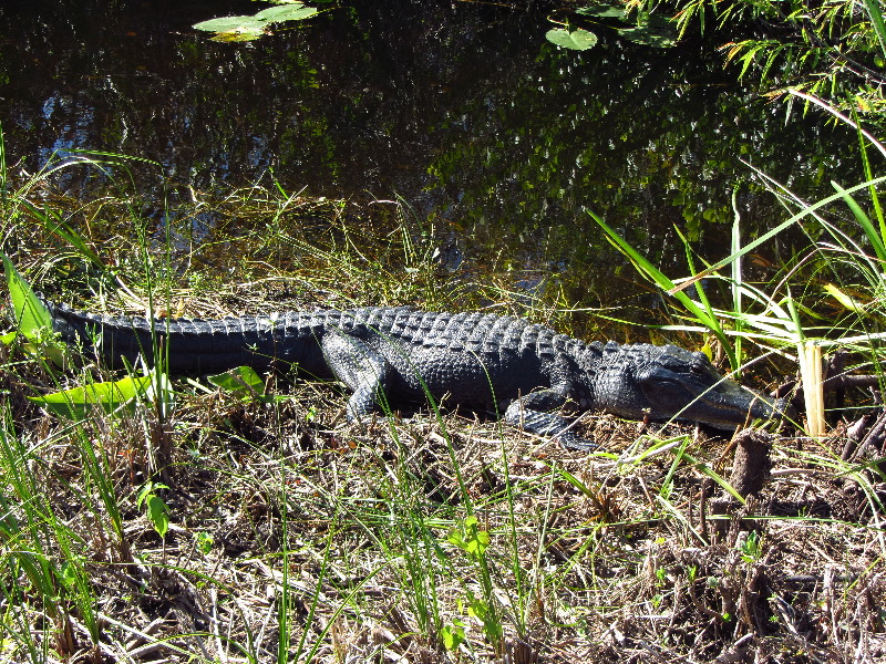 Shark-Valley-Visitor-Center-Everglades-National-Park-Miami-FL-023