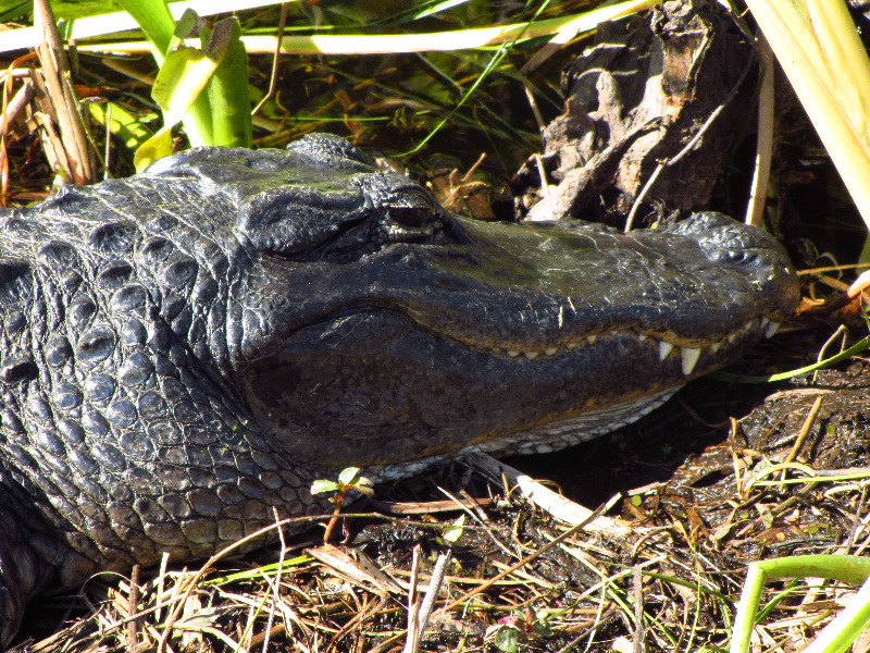 Shark-Valley-Visitor-Center-Everglades-National-Park-Miami-FL-024