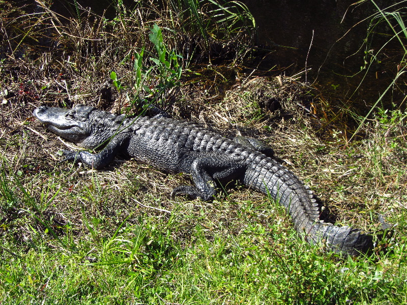 Shark-Valley-Visitor-Center-Everglades-National-Park-Miami-FL-025