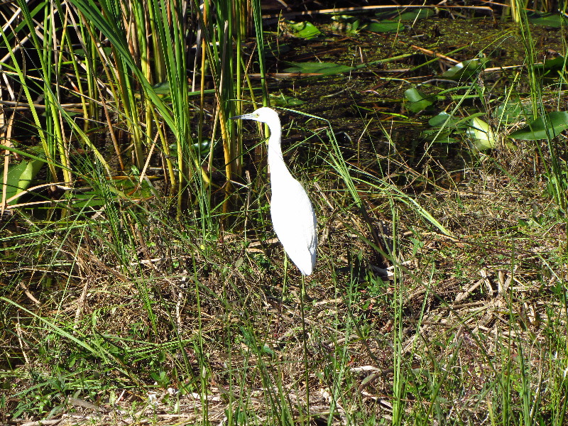 Shark-Valley-Visitor-Center-Everglades-National-Park-Miami-FL-029