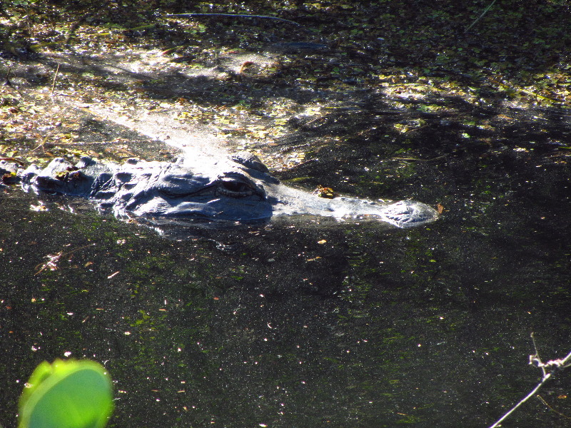 Shark-Valley-Visitor-Center-Everglades-National-Park-Miami-FL-035