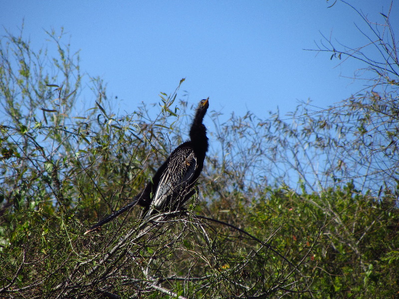 Shark-Valley-Visitor-Center-Everglades-National-Park-Miami-FL-037