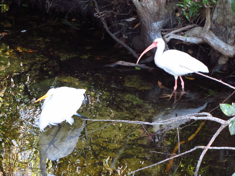 Shark-Valley-Visitor-Center-Everglades-National-Park-Miami-FL-039