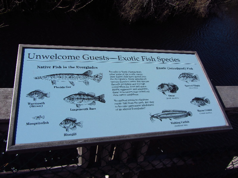 Shark-Valley-Visitor-Center-Everglades-National-Park-Miami-FL-041