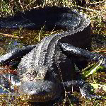 Shark Valley - Everglades National Park -  Miami, FL