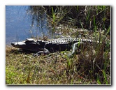 Shark-Valley-Visitor-Center-Everglades-National-Park-Miami-FL-003