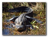 Shark-Valley-Visitor-Center-Everglades-National-Park-Miami-FL-004