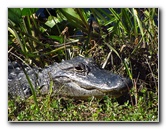 Shark-Valley-Visitor-Center-Everglades-National-Park-Miami-FL-015