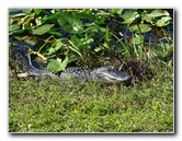 Shark-Valley-Visitor-Center-Everglades-National-Park-Miami-FL-016