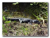 Shark-Valley-Visitor-Center-Everglades-National-Park-Miami-FL-023