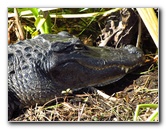 Shark-Valley-Visitor-Center-Everglades-National-Park-Miami-FL-024