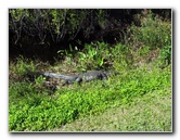 Shark-Valley-Visitor-Center-Everglades-National-Park-Miami-FL-033