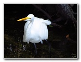 Shark-Valley-Visitor-Center-Everglades-National-Park-Miami-FL-038
