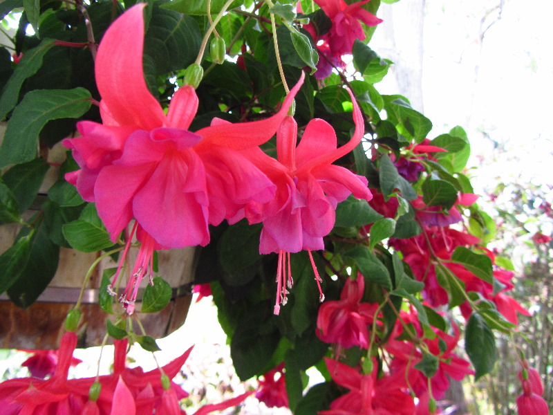 Sherman-Library-and-Gardens-Corona-Del-Mar-Orange-County-CA-010