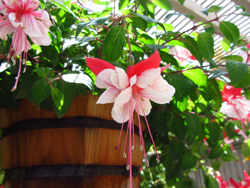 Sherman-Library-and-Gardens-Corona-Del-Mar-Orange-County-CA-012