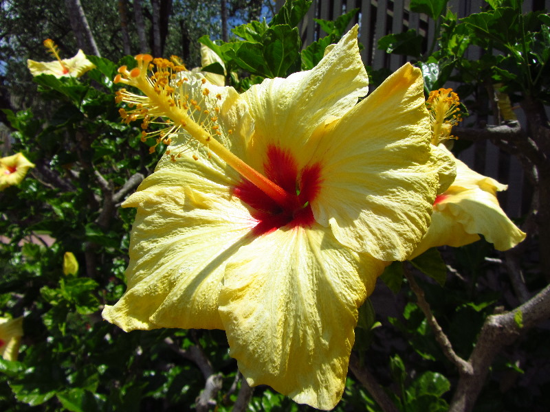 Sherman-Library-and-Gardens-Corona-Del-Mar-Orange-County-CA-016