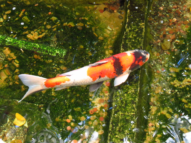 Sherman-Library-and-Gardens-Corona-Del-Mar-Orange-County-CA-023