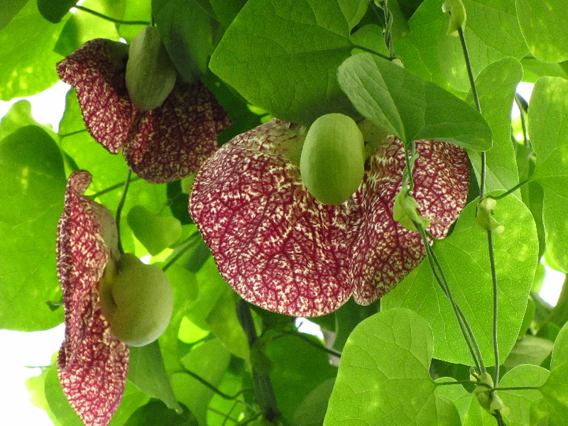 Sherman-Library-and-Gardens-Corona-Del-Mar-Orange-County-CA-025