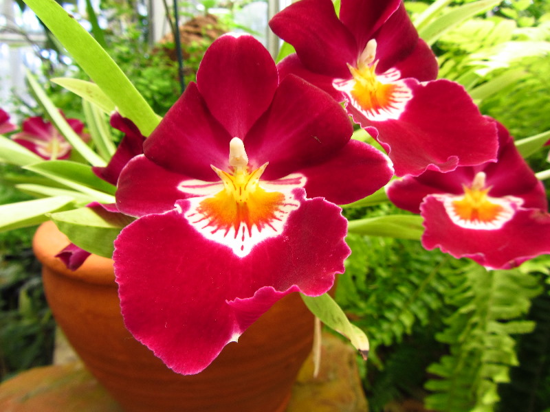 Sherman-Library-and-Gardens-Corona-Del-Mar-Orange-County-CA-026