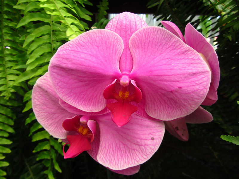 Sherman-Library-and-Gardens-Corona-Del-Mar-Orange-County-CA-030