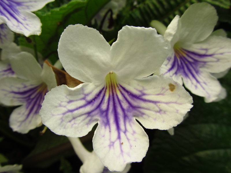 Sherman-Library-and-Gardens-Corona-Del-Mar-Orange-County-CA-031