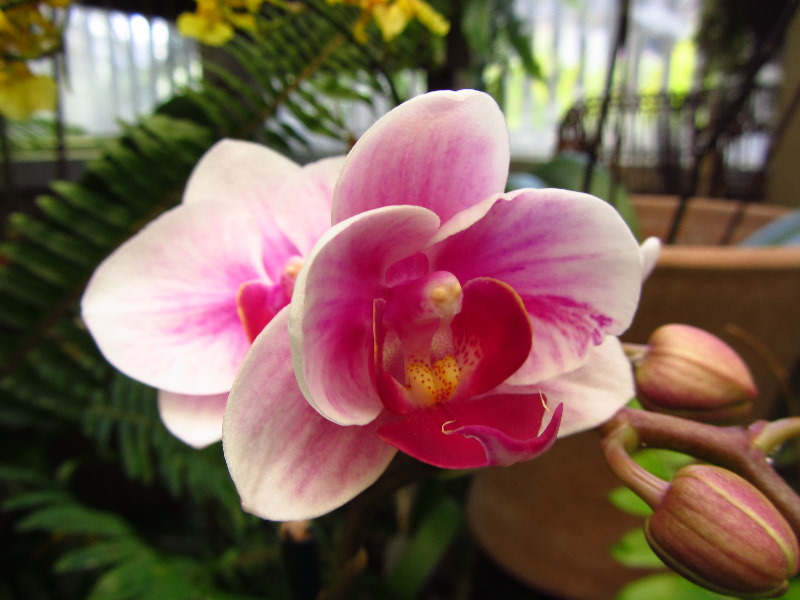 Sherman-Library-and-Gardens-Corona-Del-Mar-Orange-County-CA-036