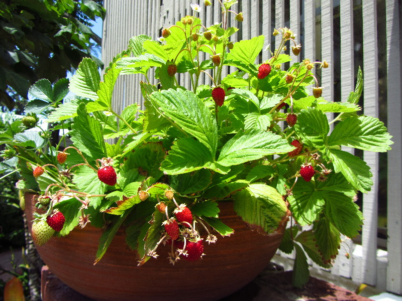 Sherman-Library-and-Gardens-Corona-Del-Mar-Orange-County-CA-038