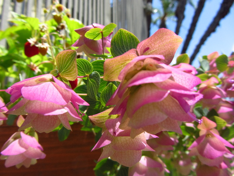 Sherman-Library-and-Gardens-Corona-Del-Mar-Orange-County-CA-039