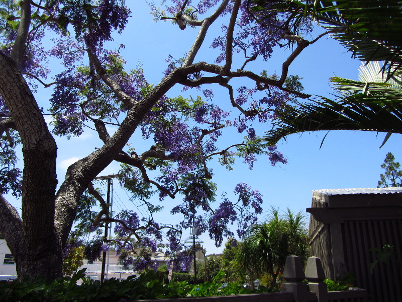 Sherman-Library-and-Gardens-Corona-Del-Mar-Orange-County-CA-046