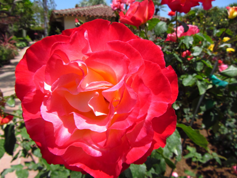 Sherman-Library-and-Gardens-Corona-Del-Mar-Orange-County-CA-047