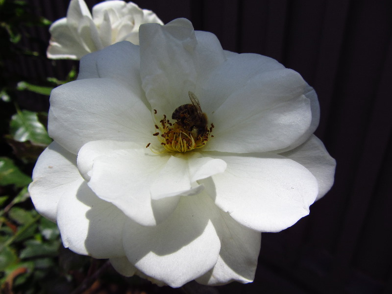 Sherman-Library-and-Gardens-Corona-Del-Mar-Orange-County-CA-049