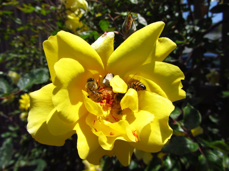 Sherman-Library-and-Gardens-Corona-Del-Mar-Orange-County-CA-050