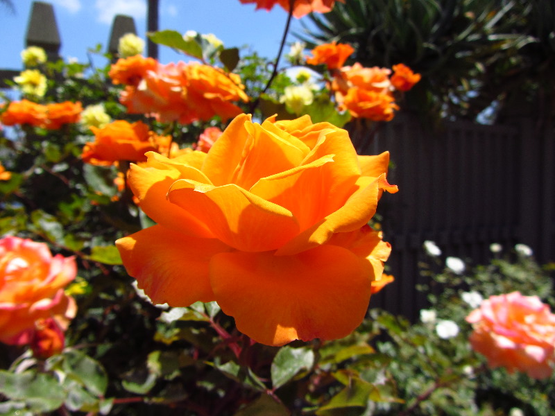 Sherman-Library-and-Gardens-Corona-Del-Mar-Orange-County-CA-051