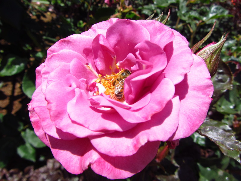 Sherman-Library-and-Gardens-Corona-Del-Mar-Orange-County-CA-052