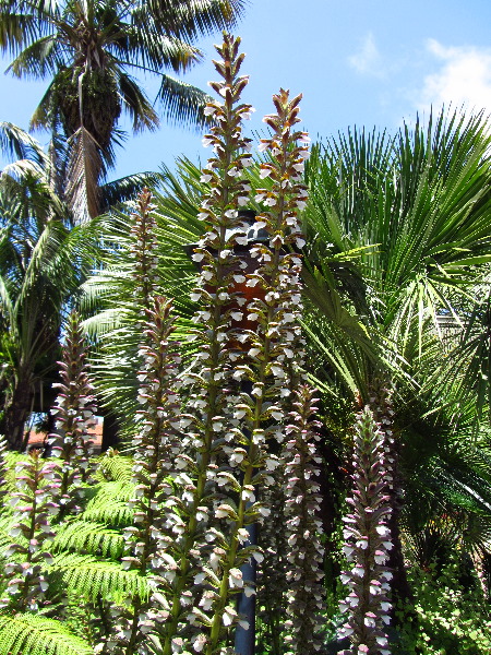 Sherman-Library-and-Gardens-Corona-Del-Mar-Orange-County-CA-054