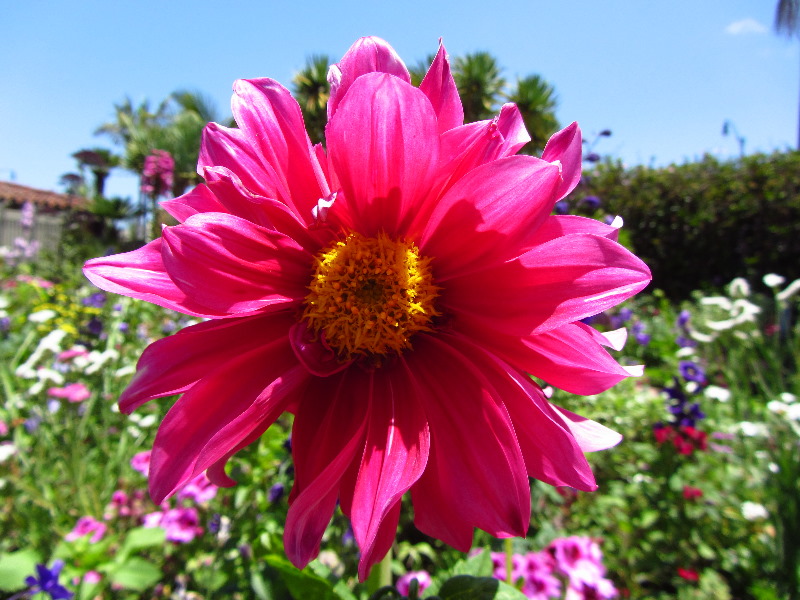 Sherman-Library-and-Gardens-Corona-Del-Mar-Orange-County-CA-057