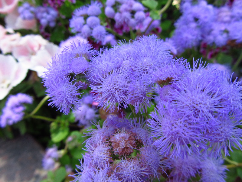 Sherman-Library-and-Gardens-Corona-Del-Mar-Orange-County-CA-059