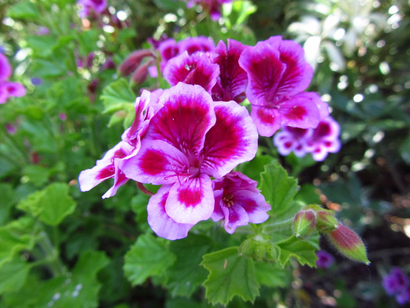 Sherman-Library-and-Gardens-Corona-Del-Mar-Orange-County-CA-060